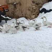 غاز چاق مخصوص ابگوشت