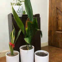 گلدان های سرامیکی وسفالی|گل و گیاه طبیعی|تهران, کرمان|دیوار