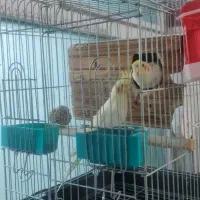 عروس هلند|پرنده|تهران, باغ خزانه|دیوار