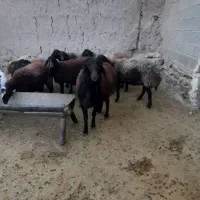 قوچ افشاری|حیوانات مزرعه|نیشابور, ماروسک|دیوار