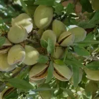 درخت|خدمات باغبانی و درختکاری|اراک, |دیوار