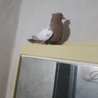 کبوتر سینه زرد خشکل