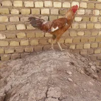 خروس لاری|حیوانات مزرعه|شهر ری, تصفیه خانه|دیوار