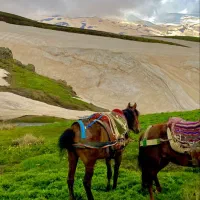 مادیان 4 سال کوردی