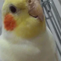 عروس هلندی|پرنده|گیان, |دیوار