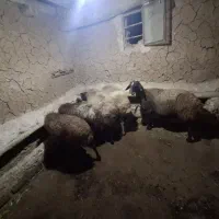 گوسفند ماده