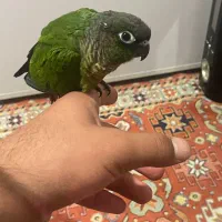 گرینچیک جوجه