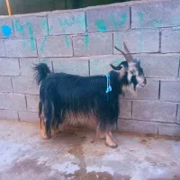 یه جفت بز روزگاری|حیوانات مزرعه|ایذه, |دیوار