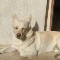 سگ ماده پامر|سگ|ایلام, |دیوار