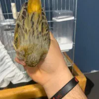 قناری نر بخون|پرنده|خلخال, |دیوار