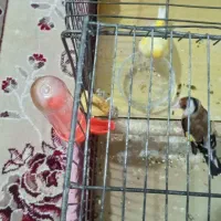 سهره
