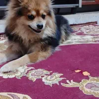 سگ پامر دم روباهی|سگ|کرمان, |دیوار