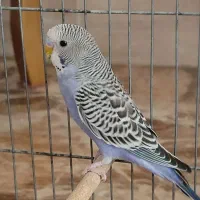 مرغ عشق  اسپانگل