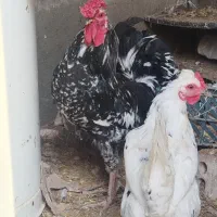 مرغ و خروس گلین