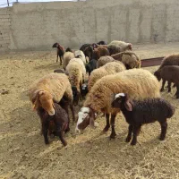 حیوانات مزرعه