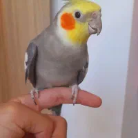 عروس هلندی|پرنده|مشهد, انقلاب|دیوار