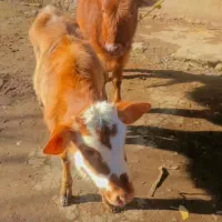 لیشه چالوسی عروسک ورزاکوله گاو