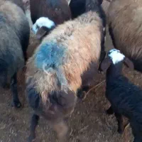 میش وبره سرخ درشت جفتی ۵۵