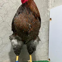 ویاندوت ویاندوت بلورد|حیوانات مزرعه|تهران, امام خمینی|دیوار