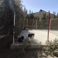 اجاره سوله.پانسیون.حیوانات کلینیک. انبار. کارگا|اجارهٔ دفتر صنعتی، کشاورزی، تجاری|رامجین, |دیوار