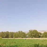 ترب تازه خوران