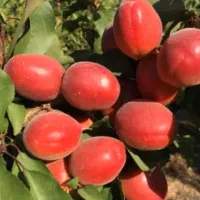 نهال اصلاح شده|خدمات باغبانی و درختکاری|اصفهان, باغ زیار|دیوار