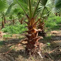 فروش درخت نخل پالم/برگ پالم (مستقیم از تولیدکننده)|گل و گیاه طبیعی|شیرگاه, |دیوار