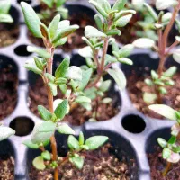 حراج نشا اویشن باغی شیرازی کاکوتی موسیر .نهال پسته|حراج|ارژن, |دیوار