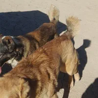 سگ خراسانی کوچ هم قال