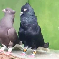 جفت دمسفید درجه یک شوش دانیال