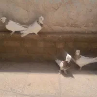 کفتر طوقی