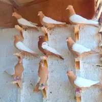 سینه سرخ|پرنده|شیراز, دلگشا|دیوار