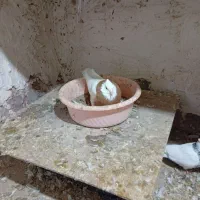 سینه طوقی|پرنده|سلیمان, |دیوار