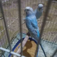 مرغ عشق اسپانگل