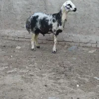 بره قوچ پلنگی خال سیا