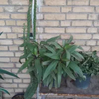 گل وکاکتوس|گل و گیاه طبیعی|فسا, |دیوار