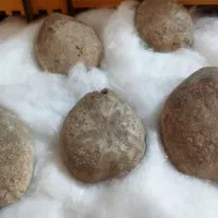 فسیل ستاره دریایی بسیار دیدنی و جالب|کلکسیون اشیاء عتیقه|مشهد, سجادیه|دیوار