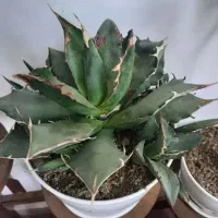 تعدادی گل وگیاه آپارتمانی بسیار زیبا|گل و گیاه طبیعی|شهریار, کهنز|دیوار