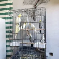 9عدد طوطی عروس مولد