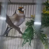 سهره ماده لک وپیس