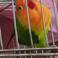 طوطی برزیلی نر|پرنده|رشت, نامجو|دیوار