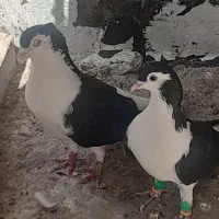 جفت امری