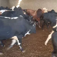 گوساله چاق
