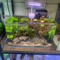 آکواریوم پلنت