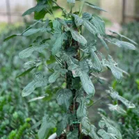 فیلو پرتقالی شاهزاده فیکوس بلک زامو سبز بلک سانس|گل و گیاه طبیعی|سلمان‌شهر, |دیوار