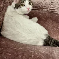 واگذاری گربه DSH|گربه|مشهد, حسابی جنوبی (شهرک غرب)|دیوار