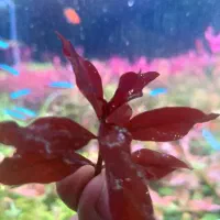 لودویجیا سوپر رد هرسی|ماهی|شیراز, گل سرخ|دیوار