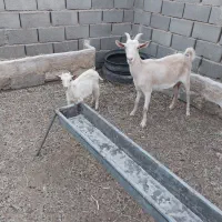 بز با بزغاله
