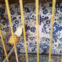 دو جفت قناری آماده