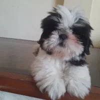 واگذاری‌ سگ شیرو..|سگ|ساری, |دیوار